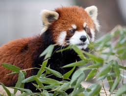 You'll meet one of the cutest asian mammals around. Red Panda Xing Euthanized At Memphis Zoo
