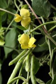 Image result for Vigna luteola