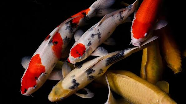 Koi | San Diego Zoo Animals & Plants