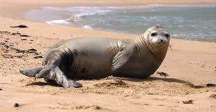 Image result for seals