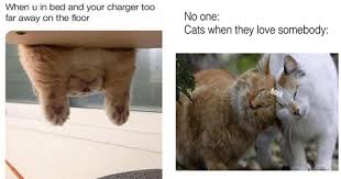 Top 25 thug life cat memes | quotes and humor. Miniature And Humble Cat Meme Compliation Mimicnews