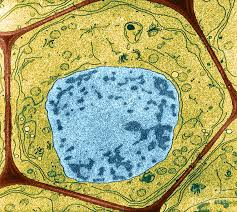 We did not find results for: Typical Plant Cell Photograph By Omikron