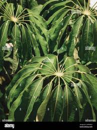Vertical close up photo of a lush tropical plant Stock Photo
