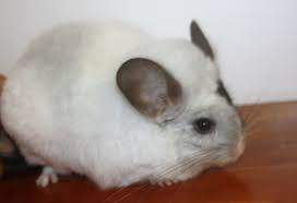 All our beautiful puppies are come from our professional private breeders. Stratton S Chinchillas Home Facebook