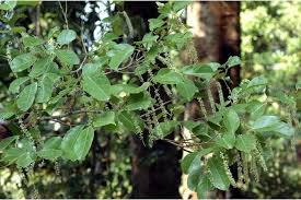 Image result for Homalium