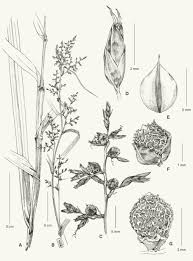 Image result for Scleria sp.no.1