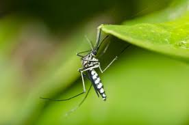 Welcome to your suwanee home depot. Gainesville Pest Control Pest Control Residential Pest Control Gainesville