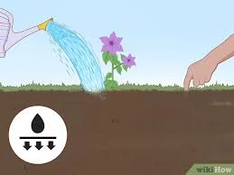 Buy clematis jackmanii (clematis) online from jacksons nurseries. How To Plant Clematis 13 Steps With Pictures Wikihow