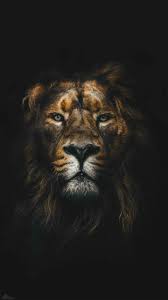 Roi Lion Voyage Onirique Fond D Ecran Lion Photos De Lion Fond Ecran Animaux