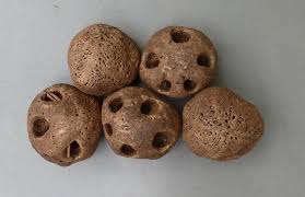 Image result for Antrocaryon