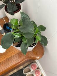 Image result for Filodendron Philodendron