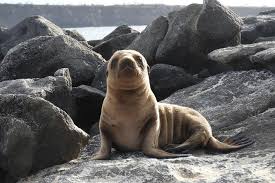 From hotels and airfares to rental cars, expedia can help you create a galapagos package that fits you. 4 Tage Galapagos Budget 1 Optionale Nacht 2021 Galapagos Inseln Tiefpreisgarantie