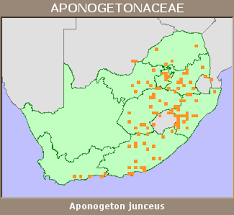 Image result for Aponogeton junceus