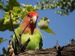 que comen los agapornis todo sobre la alimentacion de los agapornis animales extintos loros animales