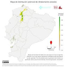 Image result for Strabomantis cerastes