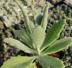 Image result for Kalanchoe lanceolata