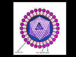 Image result for HTLV1