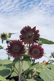 We did not find results for: Choosing Sunflower Varieties Single Stem Branching Pollenless Or Regular