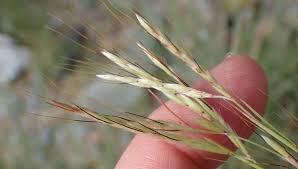 Image result for Hyparrhenia cymbaria