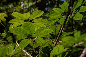 Image result for Astropanax