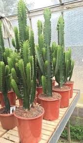Aeonium haworthii 'dream color', also know as aeonium 'kiwi', is a very attractive and showy plant up to 24 inches (60 cm) tall. Euphorbia Acruensis Cactus Type House Plant Xxxl Size 105 120cm Tall Cactus House Plants Large Cactus Plant Cactus Plants