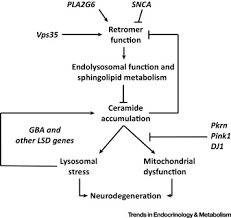 Maybe you would like to learn more about one of these? Sphingolipids In The Pathogenesis Of Parkinson S Disease And Parkinsonism Trends In Endocrinology Metabolism
