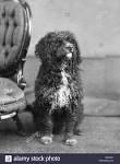 Ten notable extinct dog breeds - Dogtime