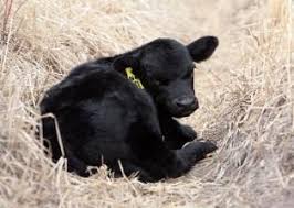 Black Angus Calves For Sale Near Me The Most Beautiful Color And Breed Of Cattle On Earth The Black Angus Page Angus Ranch Cow Pictures Baby Cows Cattle