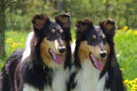 Vivien And Judy Rough Collie Collie Dog Shetland Sheepdog