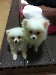 White Teacup Pomeranian Puppies For Sale Singapore Classifieds