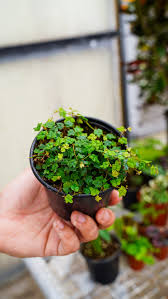 Image result for Ficus persicifolia