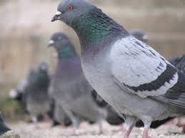 While pigeons are not a typical garden pest, they are more than capable of stripping your garden bare of the reflective surfaces create a prism effect that, when subjected to sunlight, can temporarily affect the pigeons' eyesight and make your garden a location. 4 Steps To Getting Rid Of Pigeons On Your Roof