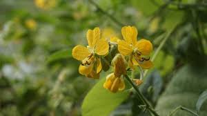 Image result for Senna hirsuta