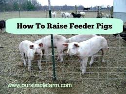 Image result for pigs to market