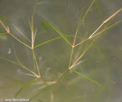 Image result for Potamogeton pusillus