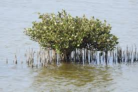 Image result for Avicennia marina