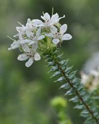 Image result for Agathisanthemum