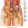 Muscles of the abdomen and lower limbs. 1