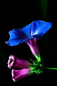 Pin By Nien Emmalia On Bunga2 Cantik Flowers Res Morning Glory Flowers Unusual Flowers Virtual Flowers