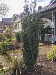 Image result for Centemopsis fastigiata