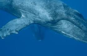 Balenele, gigantii marilor, sunt printre cele mai mari si mai cunoscute animale de pe pamant. Balena Albastra Sau Balena Uriasa