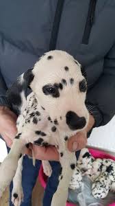 Dalmatian puppies for sale ny nj. We Have 6 Dalmatian Puppies Remaining San Fernando Valley For Sale Los Angeles San Fernando Valley Pets Dogs