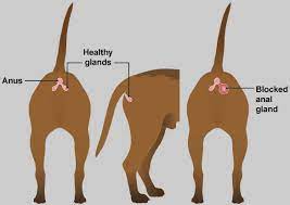 Bottom Problems In Dogs Pdsa