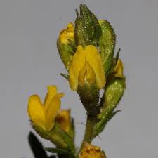 Image result for Melolobium