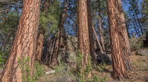Thetreecenter.com has been visited by 10k+ users in the past month Plant Profile Ponderosa Pine Pinus Ponderosa Deschutes Land Trust