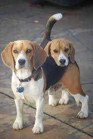 Adopt 47835804 a tan/yellow/fawn golden retriever / mixed dog in el paso. Beagle Puppies For Sale El Paso Tx Petsidi