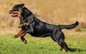 The rottweiler is to be exhibited in the natural condition with no trimming. All About Rottweiler Dog Breed Origin Behavior Trainability Facts Puppy Price Color Health