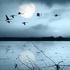 Birds Flying In The Sky Quotes Image Detail For Birds Flying High In The Lonely Sky Birds Flying The Wild Geese Birds In Flight