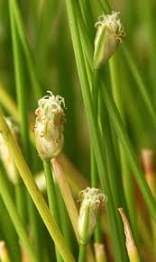 Image result for Isolepis
