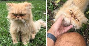We breed british shorthair and longhair cats of silver and golden shaded colors with green and blue eyes. Homeless Grumpy Cat Found During House Inspection Gets Adopted Hates Every Moment Of It Bored Panda